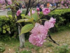 -南山植物园