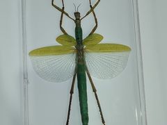 -上海昆虫博物馆