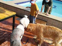 -趣玩宠物乐园寄养训犬训狗游泳池