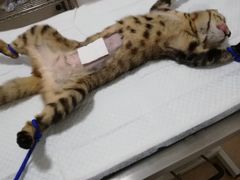 -灵美宠物诊所