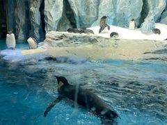 -帝企鹅自助餐厅•儿童岛•真企鹅(长隆企鹅酒店)