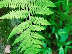 -铁山坪森林公园