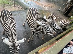 -深圳野生动物园