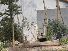 -成都大熊猫繁育研究基地