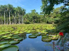 -中国科学院西双版纳热带植物园