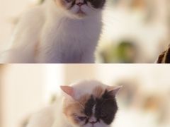 -平行世界·猫咖(首经贸店)
