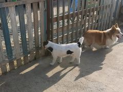 -趣玩宠物乐园寄养训犬训狗游泳池