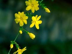 -延庆观炸鸡(淮北街总店)