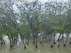 -宝安西湾红树林湿地公园