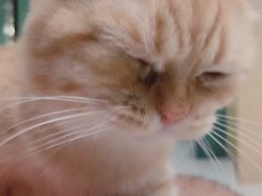 -飞行喵MR PILOT|猫舍·猫咖(静安大融城店)