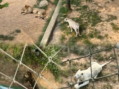 -西霞口神雕山野生动物世界