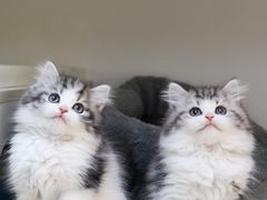 -lincat·猫舍(广州店)