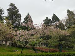 -武汉大学-樱园