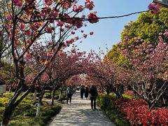 -高东镇樱花园