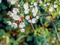 -泰山花样年华景区