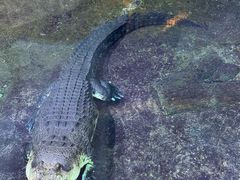 -迪拜水族馆及水下动物园