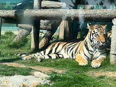 -西霞口神雕山野生动物世界