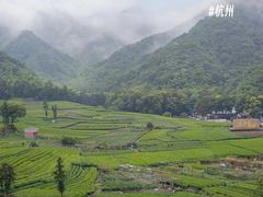 -龙坞茶村