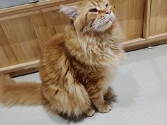 -藏猫猫咖啡主题馆(中央大道店)