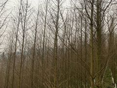 -张坝桂圆林公园