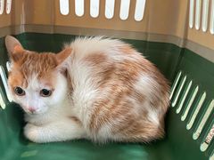 -御宝贝·A梦猫科宠物医院(国际猫友好医院)