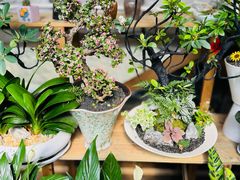 -龙大花卉苗木市场