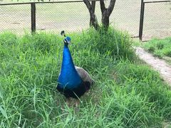 -北京麋鹿生态实验中心