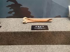 -河姆渡遗址博物馆