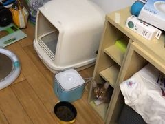 -猫大福·Fortune Cat猫舍(百子湾店)