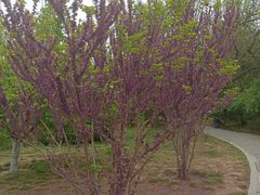 -元大都城垣遗址公园