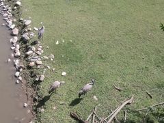 -北京麋鹿生态实验中心