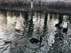 -长白岛森林公园