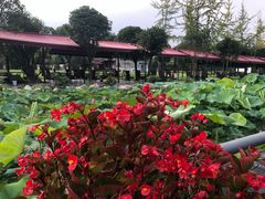 -洪湖家庭农场·团建·露营·会议