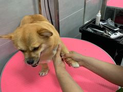 -宠福鑫康馨动物医院·骨科·眼科
