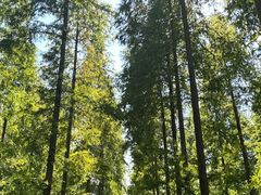 -黄海国家森林公园