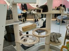 大堂-喵园·猫主题咖啡厅·撸猫·猫咖(国贸店)