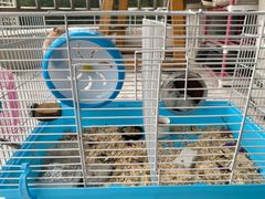 -有心德(麦地店)