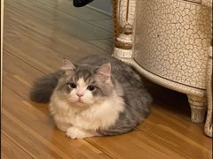 -派特宠物医院(圆融广场店)