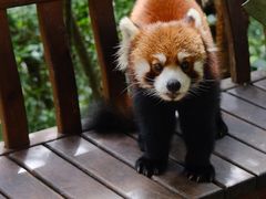 -普洱太阳河森林公园