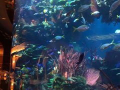 -迪拜帆船酒店海底餐厅