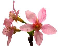 -天适樱花悠乐园