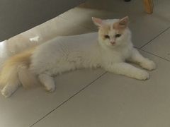 -平行世界·猫咖(首经贸店)