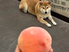 -啡语