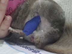 -雨林宠物医院 非犬猫异宠专科