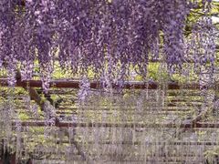 -嘉定紫藤园