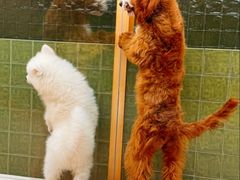 -帕帕拉兹宠物(亚洲旗舰店)