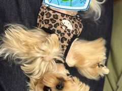 -Oh My Dog宠物沙龙(伊珊娜皮毛护理店)