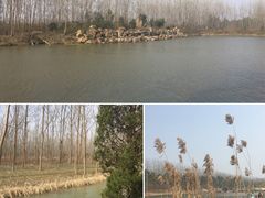 -合肥滨湖国家森林公园