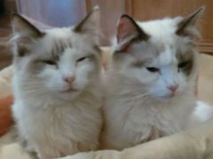 android_upload_pic-猫色咖啡·猫咖