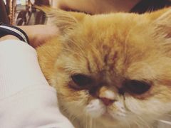 -more than meow吴止猫主题餐厅(承德 中船汇店)